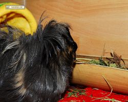 Meerschweinchen - nagerbu.de - Krümel