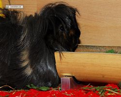 Meerschweinchen - nagerbu.de - Krümel