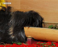 Meerschweinchen - nagerbu.de - Krümel