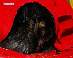 Meerschweinchen - nagerbu.de - Krümel