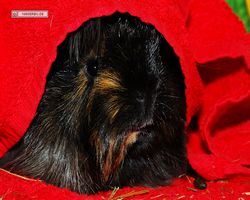 Meerschweinchen - nagerbu.de - Krümel