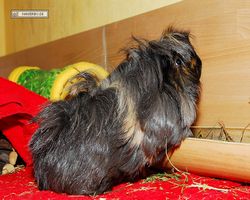 Meerschweinchen - nagerbu.de - Krümel