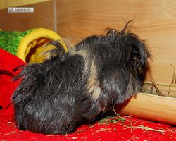 Meerschweinchen - nagerbu.de - Krümel