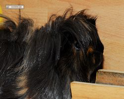 Meerschweinchen - nagerbu.de - Krümel