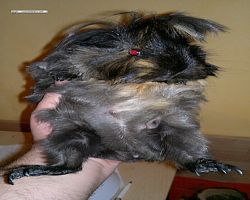 Meerschweinchen - nagerbu.de - Krümel