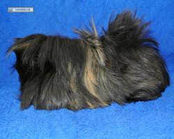 Meerschweinchen - nagerbu.de - Krümel