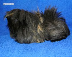 Meerschweinchen - nagerbu.de - Krümel