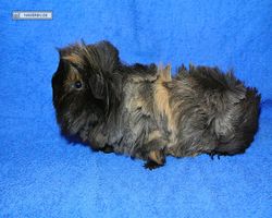 Meerschweinchen - nagerbu.de - Krümel