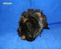 Meerschweinchen - nagerbu.de - Krümel