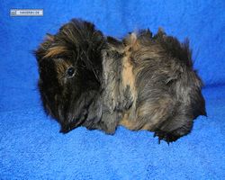 Meerschweinchen - nagerbu.de - Krümel