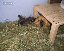 Meerschweinchen - nagerbu.de - Krümel & Struppi