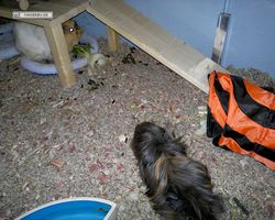 Meerschweinchen - nagerbu.de - Krümel & Struppi