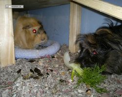 Meerschweinchen - nagerbu.de - Krümel & Struppi