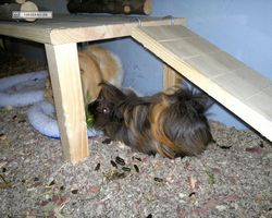 Meerschweinchen - nagerbu.de - Krümel & Struppi