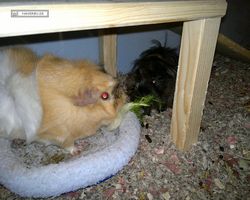 Meerschweinchen - nagerbu.de - Krümel & Struppi