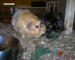 Meerschweinchen - nagerbu.de - Krümel & Struppi