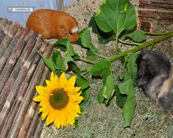 Meerschweinchen - nagerbu.de - Krümel & Susi