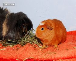 Meerschweinchen - nagerbu.de - Krümel & Susi