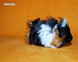 Meerschweinchen - Lisa