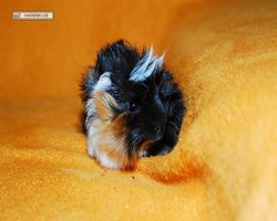 Meerschweinchen - Lisa