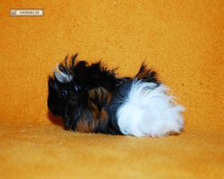 Meerschweinchen - Lisa