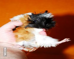 Meerschweinchen - Lisa