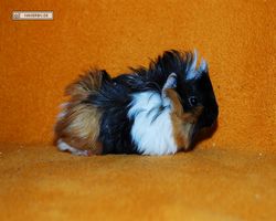 Meerschweinchen - Lisa