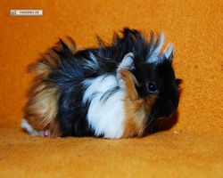 Meerschweinchen - Lisa