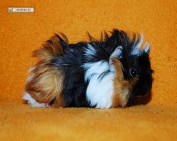 Meerschweinchen - Lisa