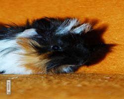 Meerschweinchen - Lisa