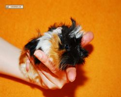 Meerschweinchen - Lisa