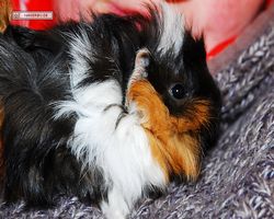 Meerschweinchen - Lisa