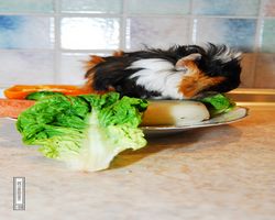 Meerschweinchen - Lisa