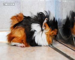 Meerschweinchen - Lisa