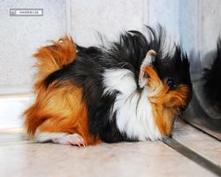 Meerschweinchen - Lisa