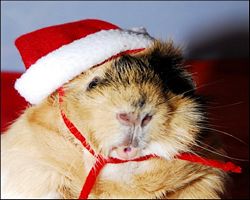 Meerschweinchen - Nikolausschweinchen
