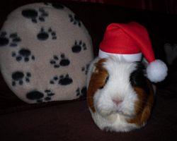 Meerschweinchen - Nikolausschweinchen