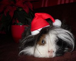 Meerschweinchen - Nikolausschweinchen