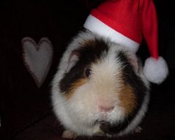 Meerschweinchen - Nikolausschweinchen