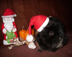 Meerschweinchen - Nikolausschweinchen