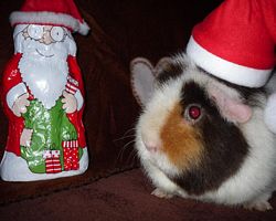Meerschweinchen - Nikolausschweinchen