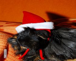 Meerschweinchen - Nikolausschweinchen