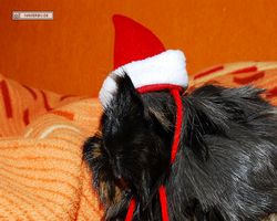 Meerschweinchen - Nikolausschweinchen