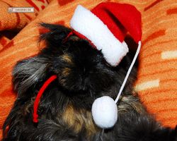 Meerschweinchen - Nikolausschweinchen