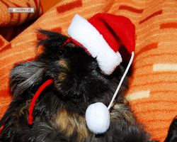 Meerschweinchen - Nikolausschweinchen