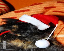 Meerschweinchen - Nikolausschweinchen