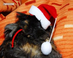 Meerschweinchen - Nikolausschweinchen