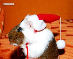 Meerschweinchen - Nikolausschweinchen