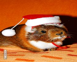 Meerschweinchen - Nikolausschweinchen