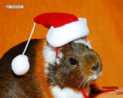 Meerschweinchen - Nikolausschweinchen